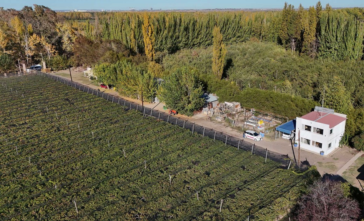 El 100% de los parrales de Gustavo Liss están cubiertos por mallas antigranizo. La protección contra el granizo es "de yapa": el objetivo de su instalación es reducir los daños por insolación en las uvas de mesa.