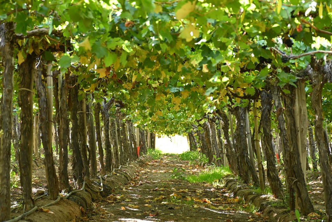 El sistema de parral español es el elegido por Gustavo Liss para producir uvas de mesa. No es antojadizo: es clave para mejorar rindes y calidad.