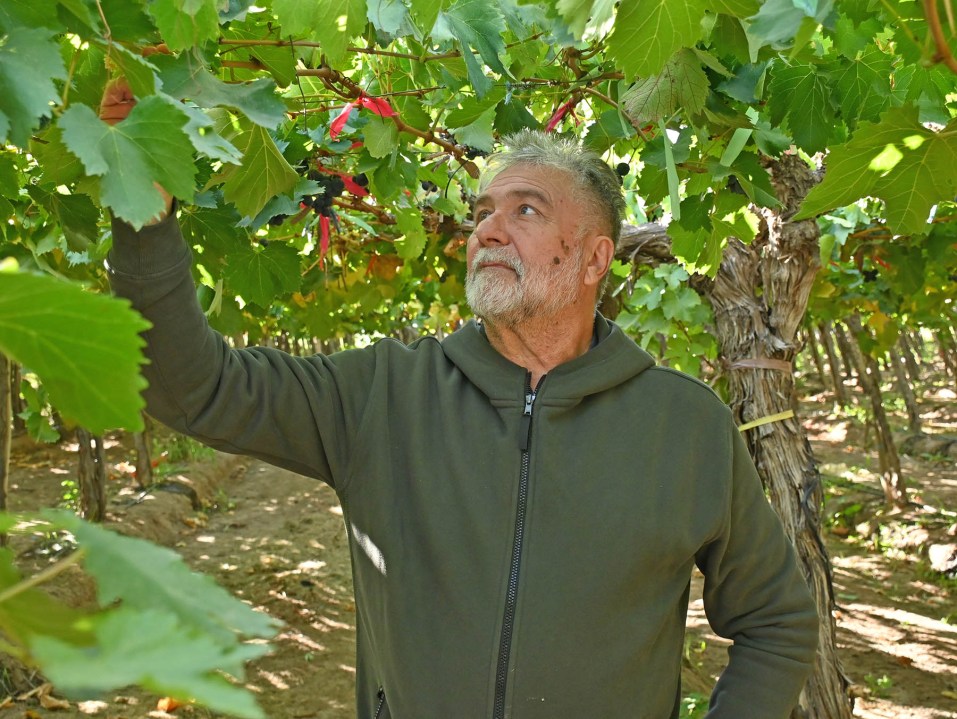 "Yo hago todo: cultivo, curo, cosecho, embalo, acondiciono, guardo, vendo, llevo y cobro", dice Gustavo Liss, al ponderar la decisión de hacer uvas de mesa en su chacra de cuatro hectáreas en la Patagonia.