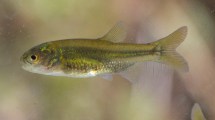 Imagen de La mojarra desnuda de Río Negro podría convertirse en el pez emblema de la Argentina 