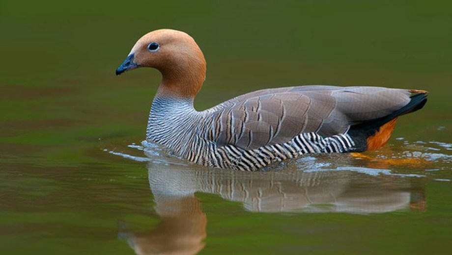 El cauquén colorado es la especie más vulnerable.