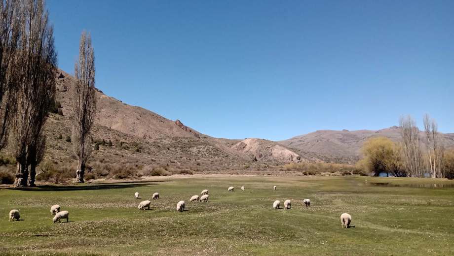 Se busca la sostenibilidad de los humedales patagónicos. (Foto: Conicet)