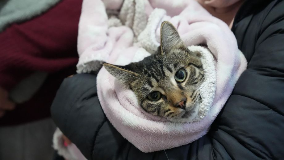 Castraciones gratuitas para gatos en Neuquén: cómo funciona el operativo especial. Foto: Municipalidad de Neuquén