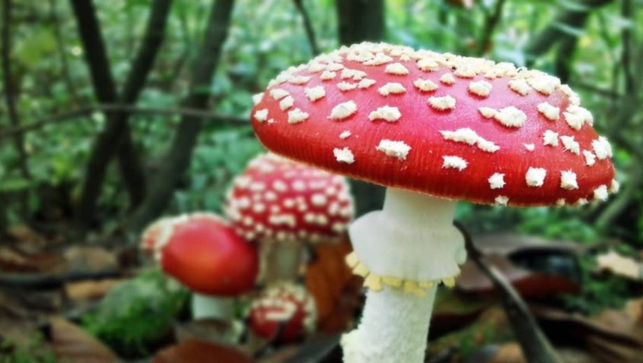  Amanita muscaria, el hongo no comestible que ya crece en la Patagonia