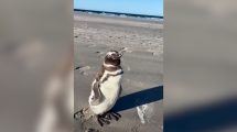 Imagen de Video | La visita más tierna: un pingüino de Magallanes sorprendió en Playas Doradas