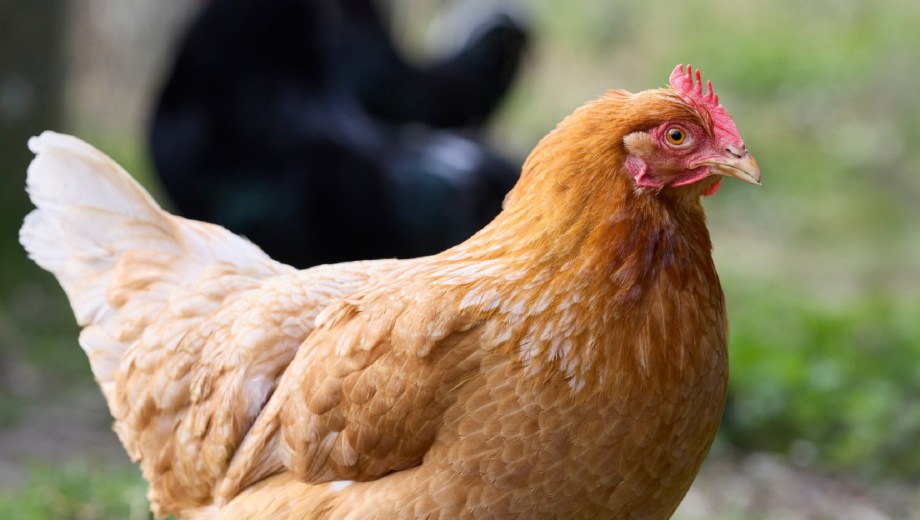 Se confirmó un caso en aves de traspatio en Cinco Saltos.