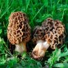 Imagen de Hongos de la Patagonia: Esquel celebra una fiesta en su honor, tres días de sabores, ciencia y paseos