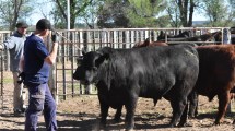 Imagen de Fuerte expectativa por el Remate de Invernada de la Patagonia en Junín de los Andes con 3.000 cabezas anotadas