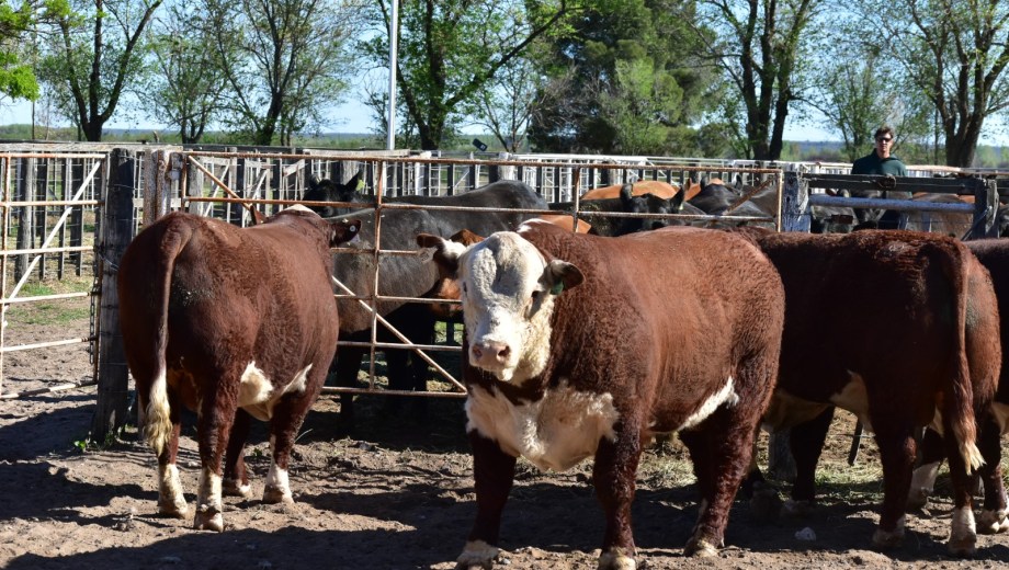 Exitoso remate de hacienda en Sarmiento, por la firma Lesiuk Hnos. (Foto: Archivo)