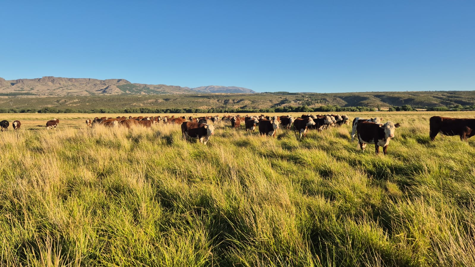 Bariloche hará historia con su primer remate feria ganadero: ya hay 700 animales anotados