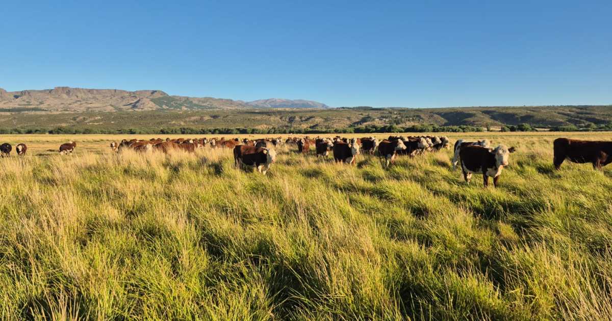 Bariloche hará historia con su primer remate feria ganadero: ya hay 700 animales anotados