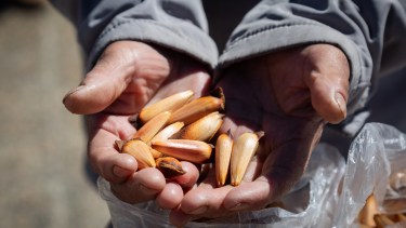 Comunidad junto al volcán: Caviahue y Copahue celebran sus primeros 40 años