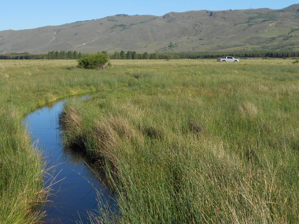 Mallines del norte de la Patagonia: ambientes donde el agua se concentra, sostiene la productividad y condiciona gran parte de las decisiones de uso del territorio.
