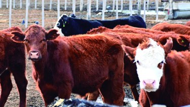 Un control destapó un caso de abigeato en Río Negro: $16 millones, armas y 127 animales irregulares