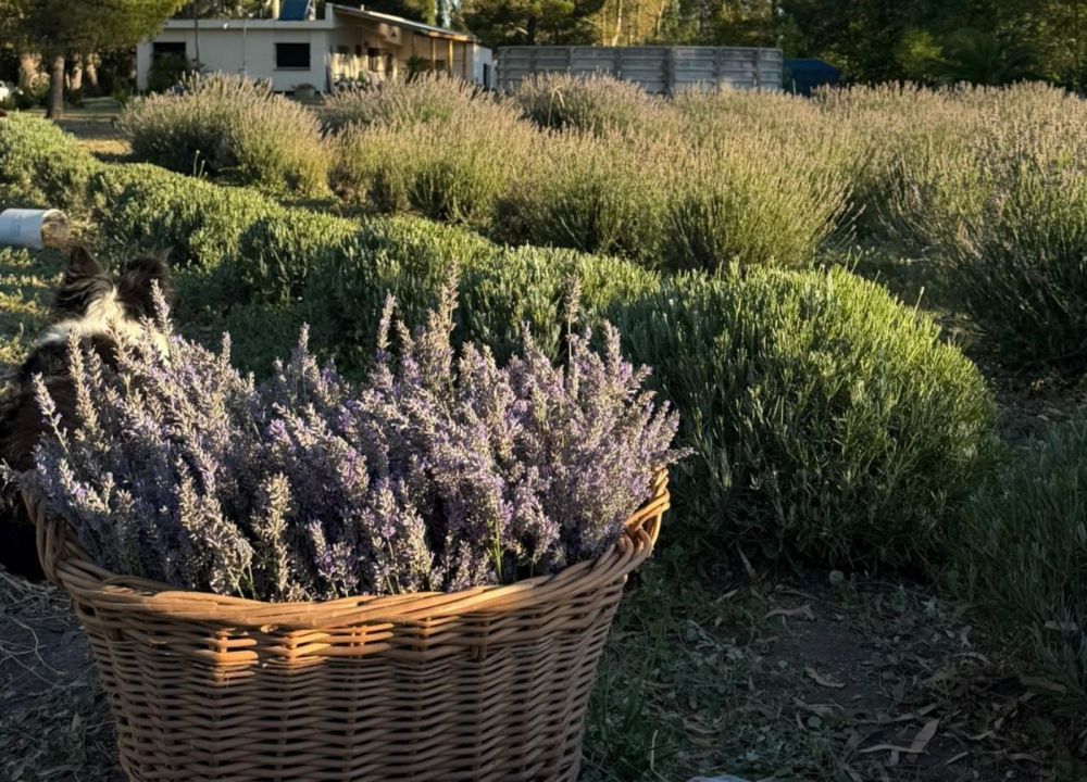 La cosecha de lavanda se realiza de manera manual y en horas tempranas para aprovechar la mayor concentración de aceites esenciales. Foto: gentileza.
