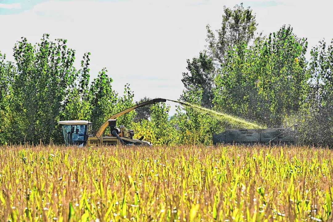 Cortapicado de maíz en la Patagonia, donde los rindes sorprendieron al contratista oriundo de Buenos Aires.