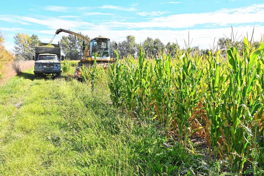 En los planes de Manuel Picado está sincronizar su trabajo con el de los productores de maíz en Río Negro. 