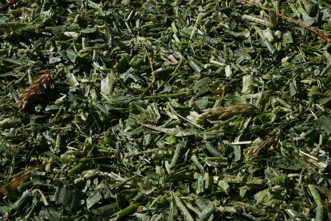 El silo de maíz ha crecido como alternativa forrajera, motorizado por el boom de la ganadería. El Valle Inferior del río Negro no es excepción.