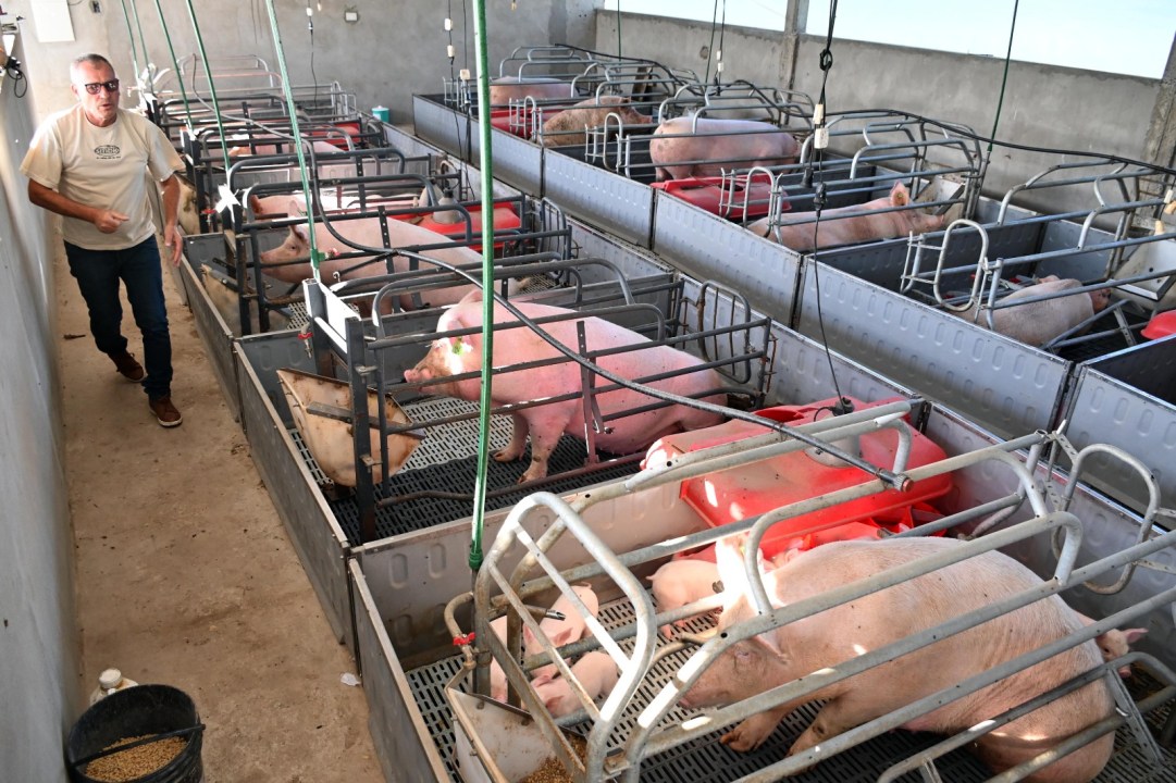 En el criadero porcino de Viedma, la etapa de maternidad es fundamental para asegurar el desarrollo inicial de los lechones. Foto: Marcelo Ochoa.