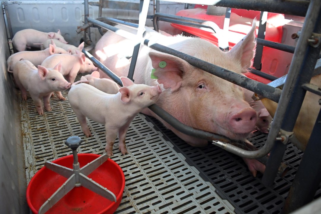 La etapa de maternidad es clave dentro del modelo intensivo, con control de la alimentación y cuidado de los lechones desde el nacimiento. Foto: Marcelo Ochoa.