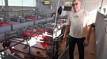 Imagen de En la Patagonia, un criadero porcino apuesta a la producción intensiva y la genética para consolidar su crecimiento