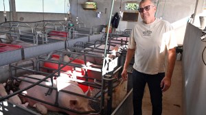 En la Patagonia, un criadero porcino apuesta a la producción intensiva y la genética para consolidar su crecimiento