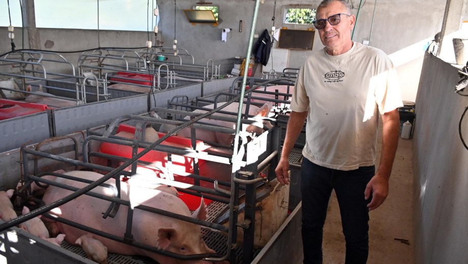 Claudio Gallucci, productor de Viedma, en su establecimiento porcino del IDEVI, donde avanza con un sistema intensivo y mejoras en genética. Foto: Marcelo Ochoa.