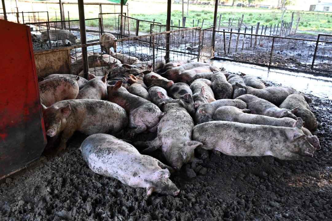 En el establecimiento de Viedma, la etapa de engorde es clave para alcanzar el peso adecuado de faena. Foto: Marcelo Ochoa.