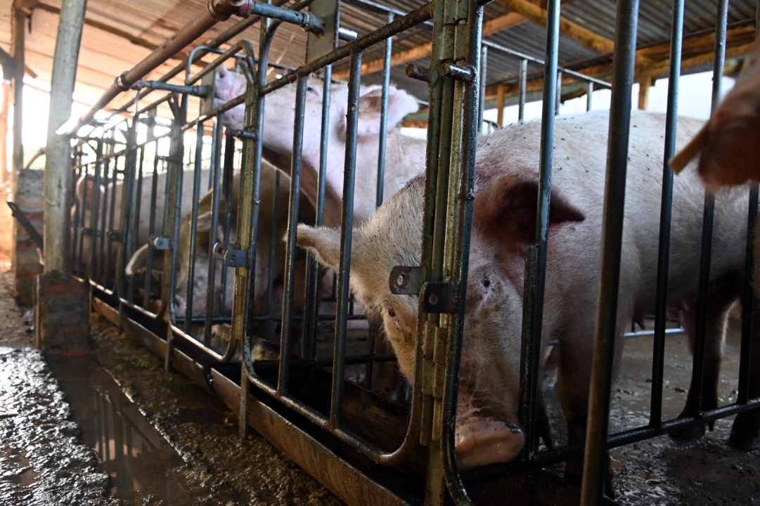 Sector de inseminación del criadero porcino en el IDEVI, donde se realiza el manejo reproductivo clave dentro del sistema intensivo para mejorar la genética. Foto: Marcelo Ochoa.