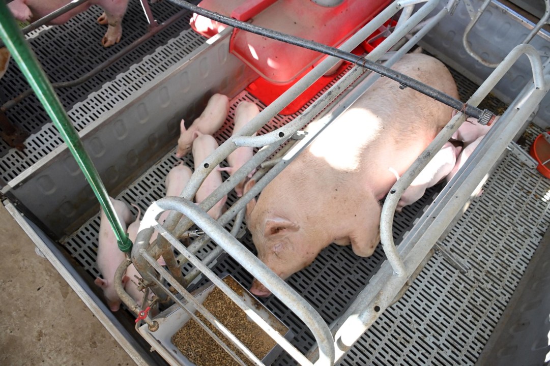 La cerda junto a sus lechones en el sector de maternidad del criadero porcino en el Idevi, en un entorno controlado dentro del sistema intensivo. Foto: Marcelo Ochoa.