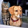 Imagen de Día del Animal | Tratar a perros y gatos como humanos: la tendencia que preocupa a especialistas