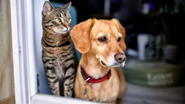 Día del Animal | Tratar a perros y gatos como humanos: la tendencia que preocupa a especialistas