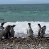 Imagen de Revelan datos sobre una de las mayores colonias de pingüinos de Magallanes del país
