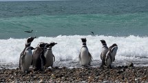 Imagen de Revelan datos sobre una de las mayores colonias de pingüinos de Magallanes del país