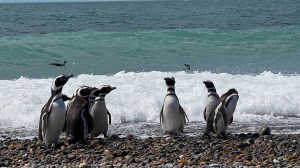 Revelan datos sobre una de las mayores colonias de pingüinos de Magallanes del país