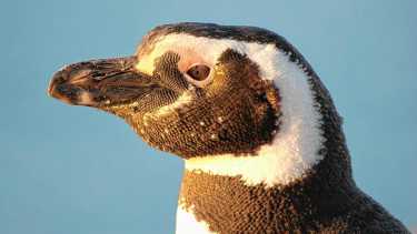 Día Mundial del Pingüino: la tarea de proteger a los centinelas del océano en tiempo real