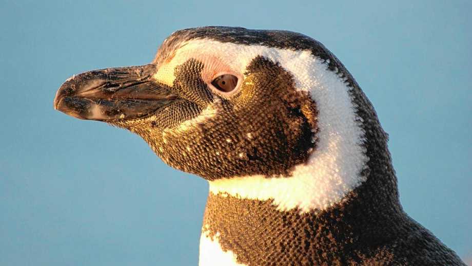 Se larga una nueva campaña de rastreo satelital de pingüinos desde la Patagonia. Foto: gentileza Global Penguin Society.