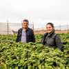 Imagen de Incorporan en Plaza Huincul tecnología para cultivar frutillas en clima árido
