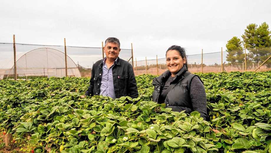 La chacra experimental está en el vivero municipal de Plaza Huincul (Foto: Cecilia Maletti)