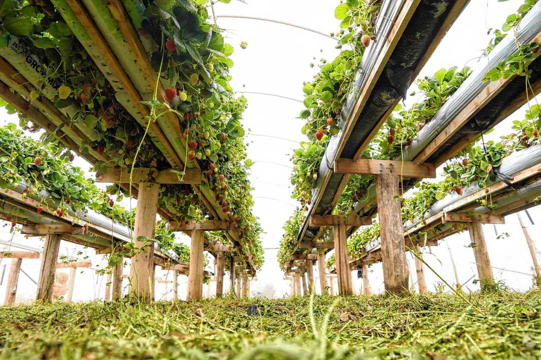 Del petr&oacute;leo a las frutillas: diversificaci&oacute;n en Plaza Huincul