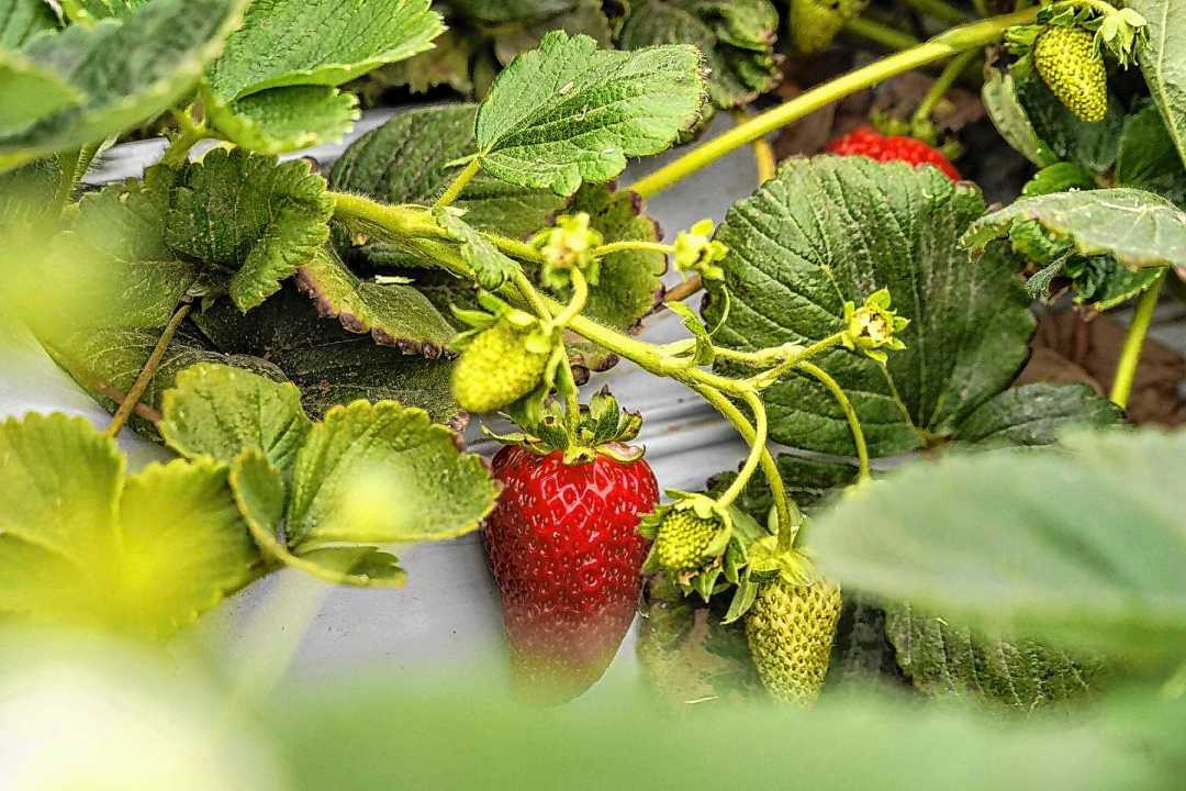 Del petr&oacute;leo a las frutillas: diversificaci&oacute;n en Plaza Huincul