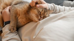 Qué significa que tu gato se acueste sobre tu pecho, según especialistas
