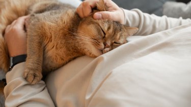 Qué significa que tu gato se acueste sobre tu pecho, según especialistas