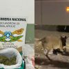 Imagen de Una encomienda con droga salió de Mendoza y terminó con un detenido al retirarla en una ciudad de Neuquén