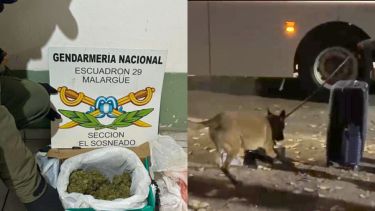 Una encomienda con droga salió de Mendoza y terminó con un detenido al retirarla en una ciudad de Neuquén
