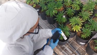 Cannabis medicinal y cáñamo industrial: Roca será sede de un encuentro binacional