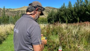 Frutillas, arándanos y frambuesas: ensayos en la cordillera con una técnica para controlar una plaga