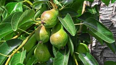 La herramienta clave para impulsar inversiones en el agro: mallas antigranizo, equipos de riego, hacienda y muchos rubros más