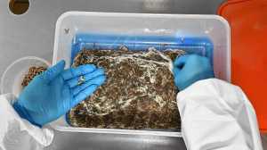 El control biológico de plagas que redefine la fruticultura del Alto Valle