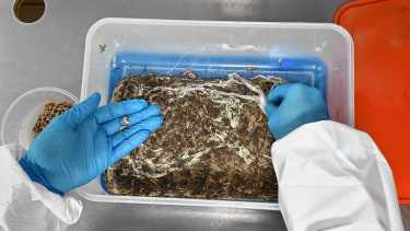 El control biológico de plagas que redefine la fruticultura del Alto Valle